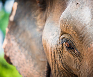 Conference Elephant Image